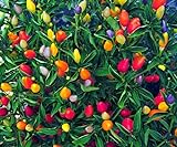 photo: You can buy CEMEHA SEEDS Rare Pepper Ornamental Dwarf Mix Vegetable Indoor Heirloom Organic Non-GMO online, best price $6.95 ($0.14 / Count) new 2024-2023 bestseller, review