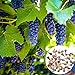 foto Oce180anYLVUK Grape Seeds,50 Stück/Beutel Traubenkerne Phyto-Nährstoffe Reich an Vitaminen Mehrjährige Topffruchtsamen für den Balkon Grape Seeds 2024-2023