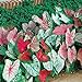 photo Caladium, Bulb, Fancy Mix, Pack of 10 (Ten), Easy to Grow, Colorful Mix, HOSTA 2024-2023
