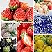 foto Oce180anYLVUK Erdbeersamen, 100 Stück/Beutel Mehrfarbige Vitaminreiche Erdbeersamen GVO-freie Fruchtsämlinge Für Die Landwirtschaft Schwarz 2024-2023