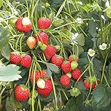 foto: comprar 100 Semillas de Fresa (Climbing Strawberry) on-line, mejor precio 3,89 € nuevo 2024-2023 éxito de ventas, revisión