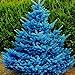 foto 20 semillas de árbol de abeto azul – semillas de flores de jardín, bonsái, decoración del hogar y la oficina 2024-2023