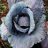photo: You can buy Cabbage Seed, Red Acre, Heirloom, Non GMO 25 Seeds, Colorful Tasty Healthy Veggie Country Creek Acres online, best price $1.99 new 2024-2023 bestseller, review