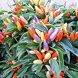 photo: You can buy Park Seed NuMex Easter Ornamental Chili Pepper Seeds, Pack of 10 Seeds online, best price $7.95 new 2024-2023 bestseller, review