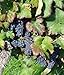foto 5 GIANT BLACK GLOBE Traubenkernen Vitis Obst Ranken Seeds * Comb S/H 2024-2023