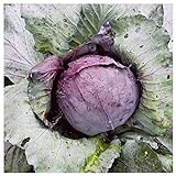 photo: You can buy Everwilde Farms - 1 Lb Red Acre Cabbage Seeds - Gold Vault online, best price $16.20 new 2024-2023 bestseller, review