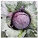 photo Everwilde Farms - 1 Lb Red Acre Cabbage Seeds - Gold Vault 2024-2023
