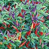 photo: You can buy Sangria No Heat Ornamental Pepper Seeds (60+ Seed Package) online, best price $6.69 new 2024-2023 bestseller, review
