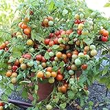 foto: jetzt Bajaja Tomatensamen für ca. 15 Pflanzen - pflegeleichte Sorte, Massenertrag Online, bester Preis 1,99 € (0,13 € / stück) neu 2024-2023 Bestseller, Rezension