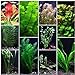 photo 10 Species Live Aquarium Plants Package - Anacharis, Swords, Vallisneria and More! 2024-2023