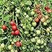 foto Gartenperle Tomatensamen für ca. 20 Pflanzen - ideale Kübeltomate, Massenertrag 2024-2023
