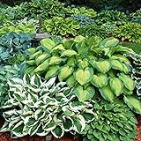 photo: You can buy Mixed Heart-Shaped Hosta Bare Roots - Rich Green Foliage, Low Maintenance, Heart Shaped Leaves - 6 Roots online, best price $17.99 ($3.00 / Count) new 2024-2023 bestseller, review