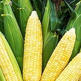 photo: You can buy Bodacious RM Sweet Yellow Corn, 75 Seeds Per Packet, (Isla's Garden Seeds), Non GMO Seeds, 90% Germination Rates, Scientific Name: Zea Mays online, best price $6.75 new 2024-2023 bestseller, review
