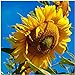 photo Seed Needs, 300 Large Mammoth Grey Stripe Sunflower Seeds For Planting (Helianthus annuus) These Sun Flowers are Perfect for the Garden, Attracts Birds, Bees and Butterflies! BULK 2024-2023