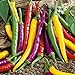 photo NIKA SEEDS - Vegetable Ornamental Chili Pepper Mix Decorative Rainbow Plant - 30 Seeds 2024-2023