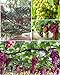 photo 50+ Grape Seeds Vine Fruit Seed Fruit Plant Home Garden Non-GMO 2024-2023