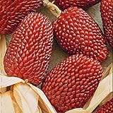 photo: You can buy NIKA SEEDS - Vegetable Ornamental Corn Red - 10 Seeds online, best price $6.95 ($0.70 / Count) new 2024-2023 bestseller, review