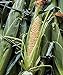 photo Burpee Ambrosia Sweet Corn Seeds 200 seeds 2024-2023