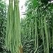 photo 100 Pcs Snake/Yard-Long Asparagus Pole Bean Seeds Heirloom Non-GMO Seeds,for Growing Seeds in The Garden or Home Vegetable Garden 2024-2023