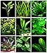 foto 25 plantas de acuario vivas/9 tipos diferentes - Espadas amazónicas, Anubias, helecho Java, Ludwigia y mucho más! Gran muestra de plantas para tanques de 10 a 15 galones 2024-2023