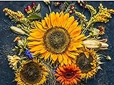 photo: You can buy Sunflower Autumn 20K (CHK) Seeds Or 1 Pound online, best price $129.00 new 2024-2023 bestseller, review