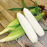 photo: You can buy CEMEHA SEEDS - White Corn Sweet Non GMO Vegetable for Planting online, best price $6.95 ($0.28 / Count) new 2024-2023 bestseller, review