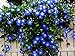 photo Blue Morning Glory Climbing Vine | 100 Seeds to Plant | Beautiful Flowering Vine 2024-2023