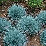 photo: You can buy 50+ Blue Fescue Ornamental Grass/Perennial Festuca/Drought Tolerant/Sun or Shade online, best price $7.00 new 2024-2023 bestseller, review