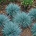 photo 50+ Blue Fescue Ornamental Grass/Perennial Festuca/Drought Tolerant/Sun or Shade 2024-2023