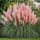 photo: You can buy Heirloom 50+ Ornamental Perennial Grass Seed - Pampas Grass - 