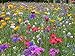 foto Blumenwiese mit 65 Wildkräuterarten, fünfjährige Bienenweide, insektenfreundliche Blühwiese, wilde mehrjährige winterharte Samenmischung für Bienen Hummeln und Schmetterlinge, Blumenwiesen (20qm) 2024-2023