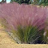 photo: You can buy Outsidepride Pink Muhly Ornamental Grass Plant Seeds - 50 Seeds online, best price $6.49 new 2024-2023 bestseller, review