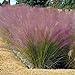 photo Outsidepride Pink Muhly Ornamental Grass Plant Seeds - 50 Seeds 2024-2023