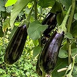 foto: jetzt Black Beauty Aubergine Samen für ca. 20 Pflanzen - ertragreiche Sorte mit dunkelvioletten Früchten Online, bester Preis 1,59 € (0,08 € / stück) neu 2024-2023 Bestseller, Rezension