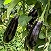 foto Black Beauty Aubergine Samen für ca. 20 Pflanzen - ertragreiche Sorte mit dunkelvioletten Früchten 2024-2023