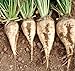 foto 300 semillas de remolachas azucareras blanco dulce de la remolacha no-GMO raíz vegetal o semillas de cultivos forrajeros 2024-2023