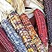 photo Indian Ornamental, 50 Count Corn Seeds- 