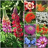 photo: You can buy Seed Needs, Bird and Butterfly Wildflower Mixture (99% Pure Live Seed) Bulk Package of 30,000 Seeds online, best price $11.99 ($0.00 / Count) new 2024-2023 bestseller, review