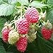 photo 3 Joan J Raspberry Plants-Everbearing, Thornless (3 Lrg 2 Yrs Bare root Canes) 2024-2023
