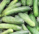 photo: You can buy 50 Rhinish Pickle Cucumber Seeds | Non-GMO | Heirloom | Fresh Garden Seeds online, best price $6.95 new 2024-2023 bestseller, review