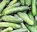 photo 50 Rhinish Pickle Cucumber Seeds | Non-GMO | Heirloom | Fresh Garden Seeds 2024-2023