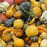 foto: jetzt 100 Stück Kürbiskerne Natürliche dekorative hochkeimende gemischte kleine Kürbis-Gemüsesamen für Gärten Online, bester Preis 7,66 € neu 2024-2023 Bestseller, Rezension