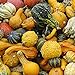 foto 100 Stück Kürbiskerne Natürliche dekorative hochkeimende gemischte kleine Kürbis-Gemüsesamen für Gärten 2024-2023