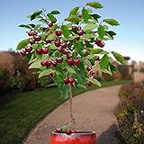 photo: You can buy 10 Seeds Dwarf Cherry Tree Self-Fertile Fruit Tree Indoor/Outdoor online, best price $7.95 ($0.80 / Count) new 2024-2023 bestseller, review
