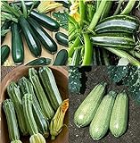 photo: You can buy David's Garden Seeds Collection Set Zucchini 9835 (Green) 4 Varieties 100 Non-GMO, Open Pollinated Seeds online, best price $16.95 ($4.24 / Count) new 2024-2023 bestseller, review