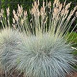 photo: You can buy Outsidepride Blue Fescue Ornamental Grass Seed - 5000 Seeds online, best price $6.49 ($0.00 / Count) new 2024-2023 bestseller, review