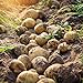 photo 5pcs Graines de pommes de terre Haute taux de germination facile à croître à croissance rapide de la croissance rapide à manipuler le jardin Sweet and nutritieux savoureux végétal bonsaï p Gra 2024-2023
