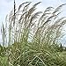 photo Outsidepride Plume Ornamental Grass - 250 Seeds 2024-2023
