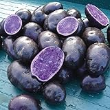 photo: You can buy Simply Seed - Purple Majesty - Naturally Grown Seed Potatoes - 5 LB- Ready for Spring Planting online, best price $14.99 ($0.19 / Ounce) new 2024-2023 bestseller, review