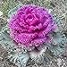 photo Seeds4planting - Seeds Flowering Kale Fringed Ornamental Cabbage Mix 2024-2023
